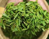 茶樹產(chǎn)量高嗎？一畝產(chǎn)多少斤？