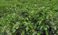2024年4月茶樹最新詳情：茶樹過(guò)度種植、供過(guò)于求