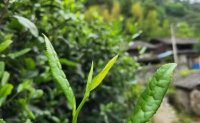 4月19日最新咨詢：“七安紅”春茶開始采收，新